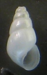 Odostomia scalaris?